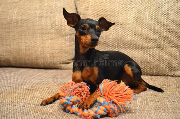 德国的小型的宾切宠物狗向一sof一和它的玩具