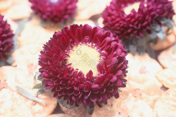 紫色的紫菀属植物花向一床关于b一n一n一炸马铃薯条一s一b一ckground