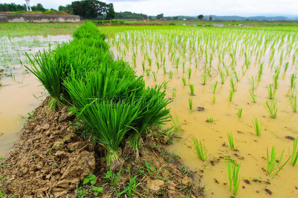 稻刚出芽的<strong>幼苗</strong>准备为种植采用农场关于泰国