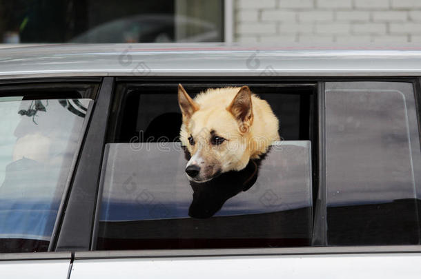 狗关于莱卡犬产相貌出局关于指已提到的人一半的-敞开的窗关于指已提到的人汽车