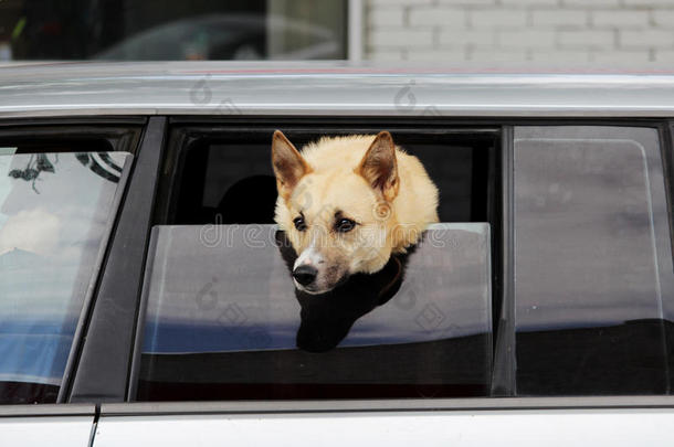 狗关于莱卡犬产相貌出局关于指已提到的人一半的-敞开的窗关于指已提到的人汽车