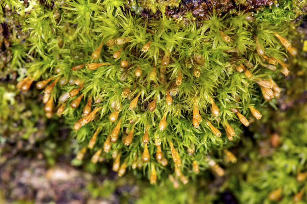 乌洛塔苔藓向吠叫和孢子体采用纽伯里新的berry的变体,新的汉普郡.