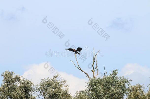 配平<strong>白</strong>色的-有尾的鹰在近处河艾塞尔河,荷兰