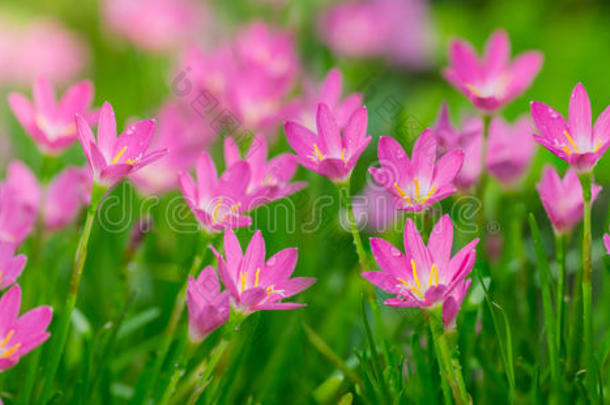 美丽的粉红色的葱莲属百合花花,雨百合花,仙女百合花