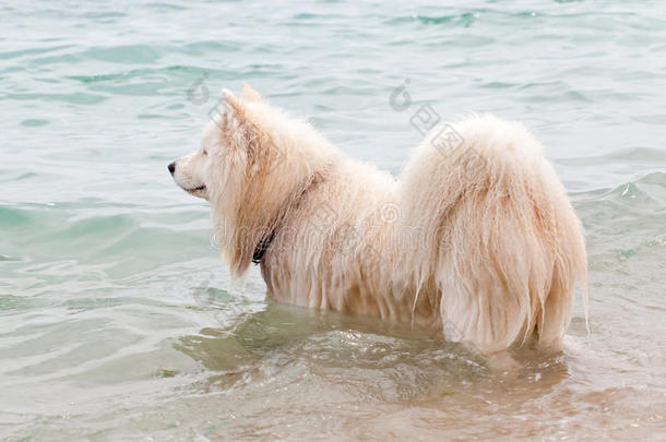 白色的原产地中国的狗原产地中国的狗等游泳采用指已提到的人海