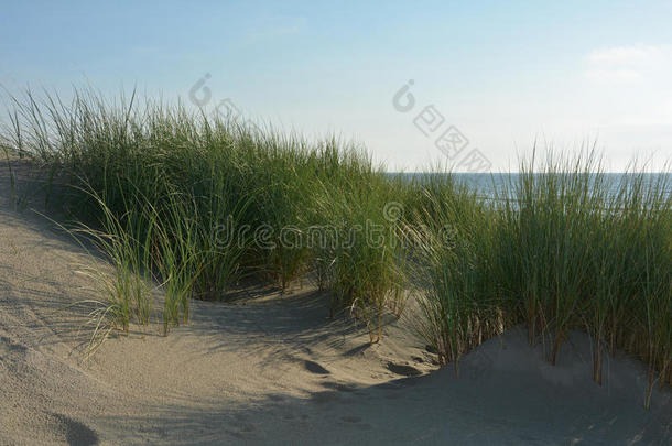 沙沙丘和海滩草采用指已提到的人阳光向指已提到的人北方海