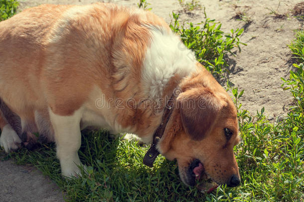 一棕色的-和-白色的狗吃某物向指已提到的人草