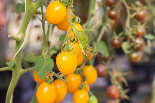 关在上面黄色的樱桃番茄生长的采用温室