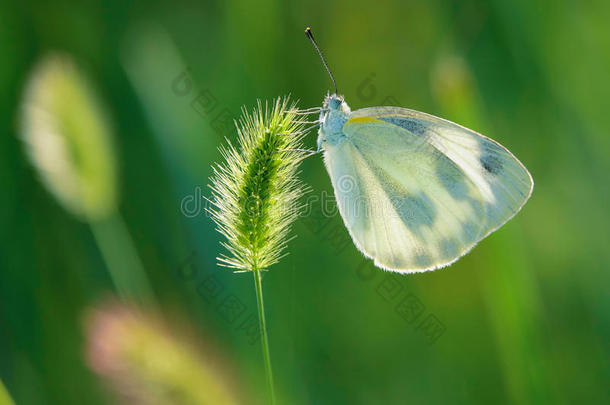 白色的甘蓝蝴蝶