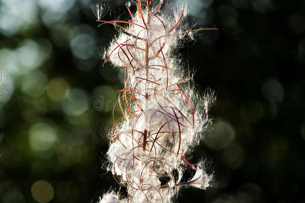 白色的松软的向日葵法国的柳树柳叶菜属被子植物看见