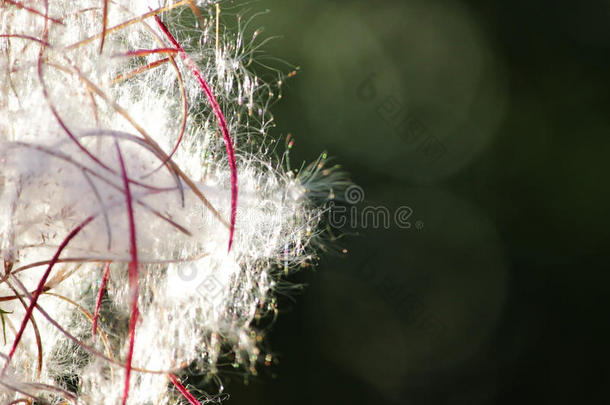 白色的松软的向日葵法国的柳树柳叶菜属被子植物看见