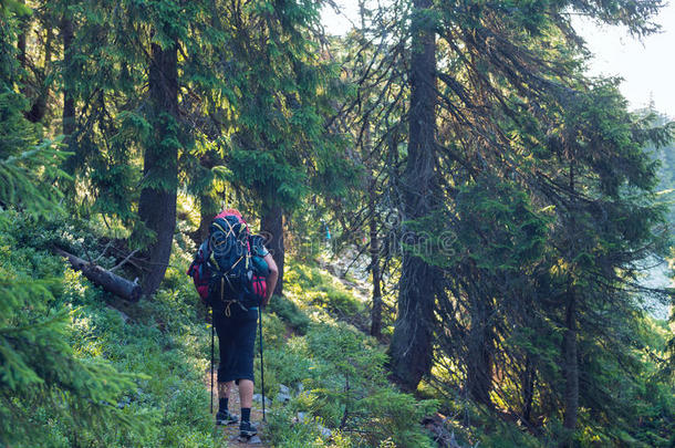 探险家进行和大的背包通过密集的绿色的森林