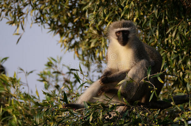 东南非洲产之一种小猴猴采用一树