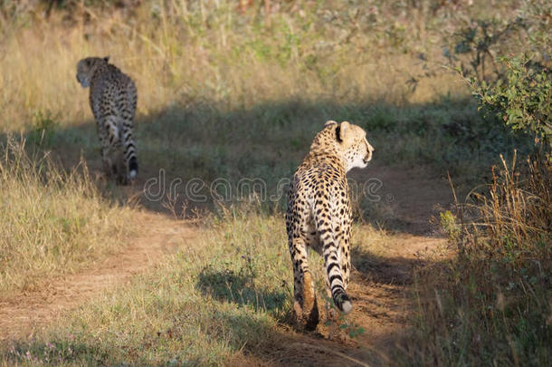 两个非洲猎豹步行离开