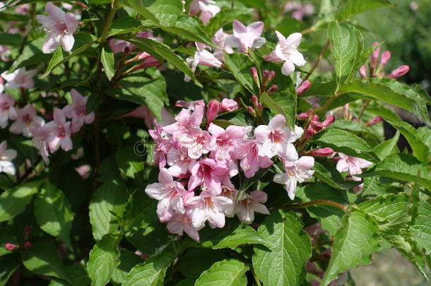 花和芽关于锦带花灌木