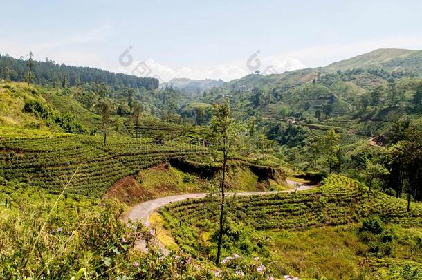 斯里斯里兰卡茶水种植园山路
