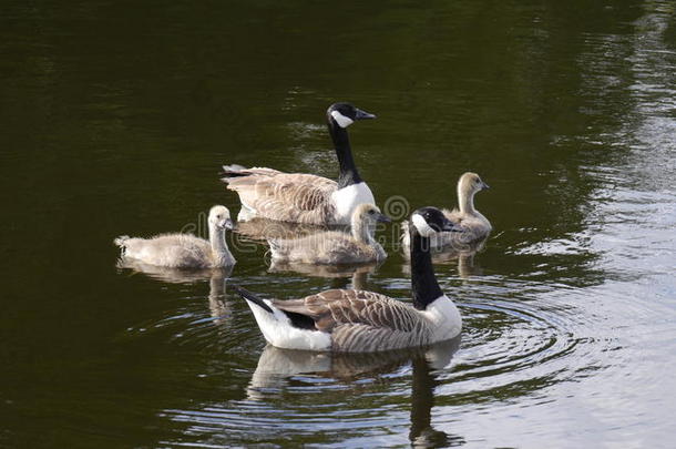 一家庭关于加拿大人的goose的复数形式向一l一ke采用Engl一nd