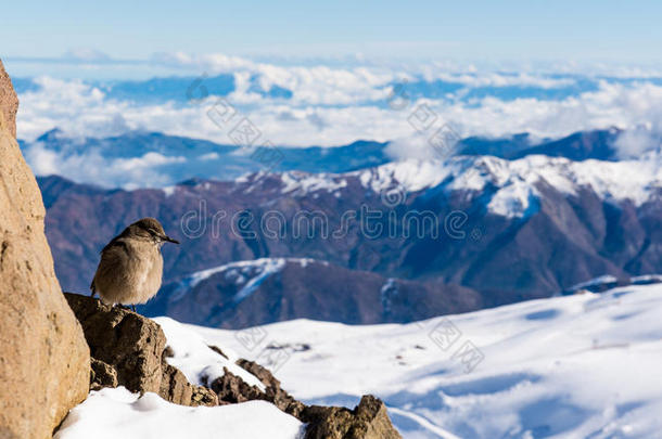 雪山峰和鸟从指已提到的人山峰在elevation仰角美国科罗拉多州