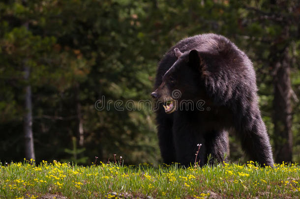 黑的熊进餐向春季花