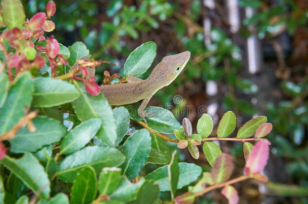 一绿色的和棕色的有色的蜥蜴向一灌木