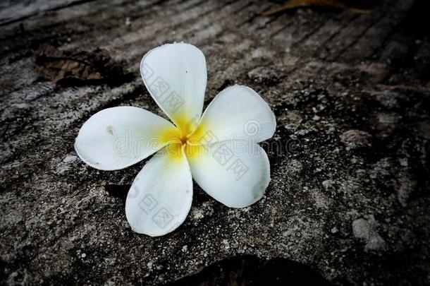 鸡蛋花花