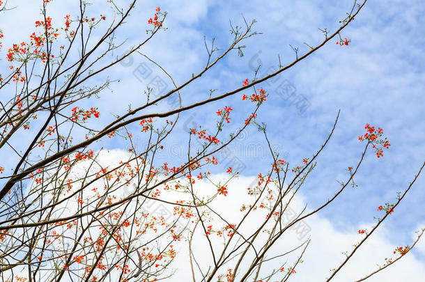 自然背景,花和天