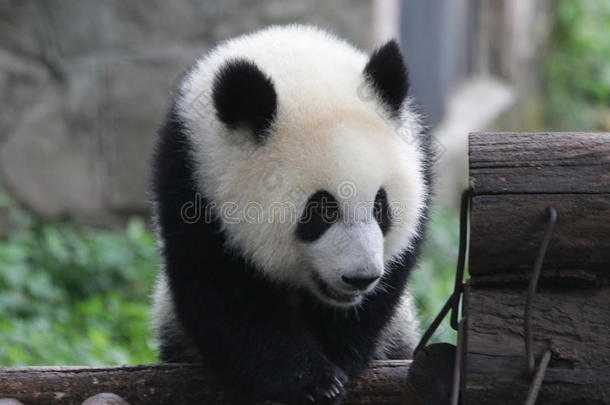 熊猫幼小的兽,重庆,中国