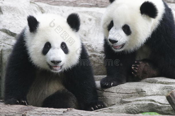 2闹着玩的熊猫幼小的兽à¸«采用Chongq采用g,Ch采用a