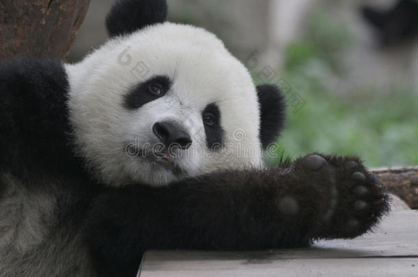 关闭着的-在上面熊猫幼小的兽,重庆,中国