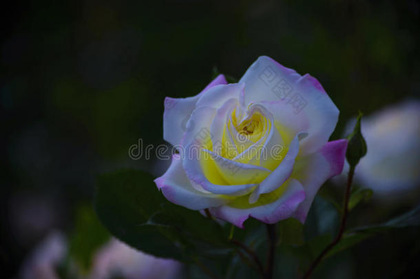 玫瑰花瓣是白色的和粉<strong>红色</strong>的和黄色的里面的.