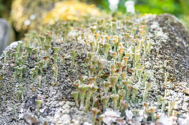 份额关于干燥的漏斗合适的蘑菇在一树树干