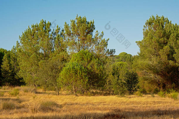 葡萄牙人风景和干的干燥的草和松树树