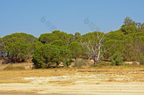 葡萄牙人地中海沿岸的灌木地带风景