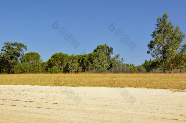 和煦的：照到阳光的风景和干的干燥的泥土和草和松树树,葡萄牙语