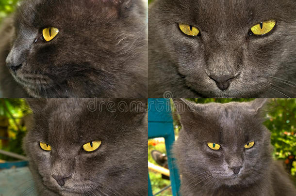灰色猫和黄色的眼睛