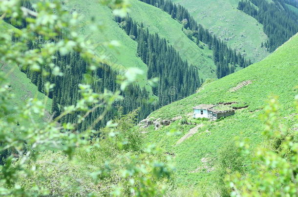 绿色的田和绿色的山背景