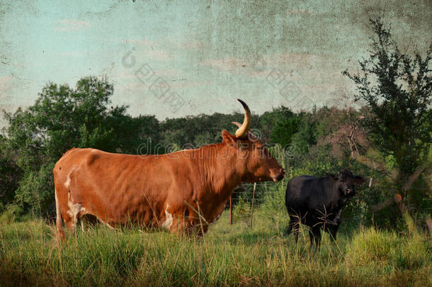 乡村的最高甲板舱长角牛采用大牧场牧草地
