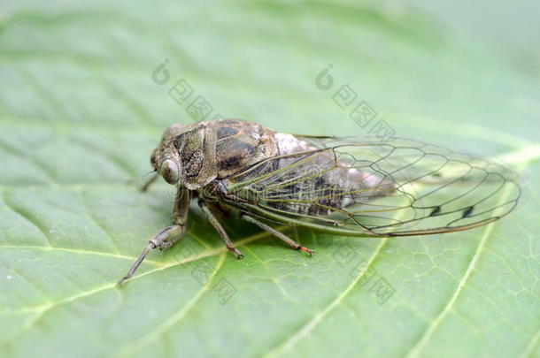 狗一天蝉无与伦比的犬齿向一绿色的一面看法