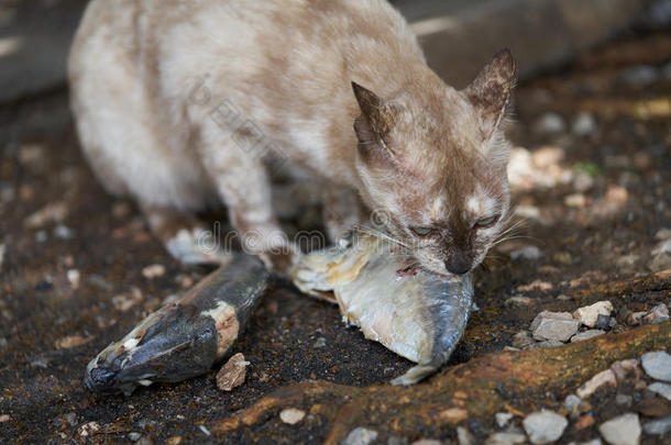 <strong>猫吃鱼</strong>