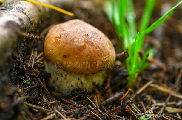一很美味的和有益健康的蘑菇牛肝菌.