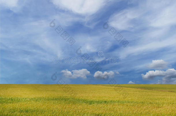美丽的风景和谷类植物田金黄色的和蓝色天,