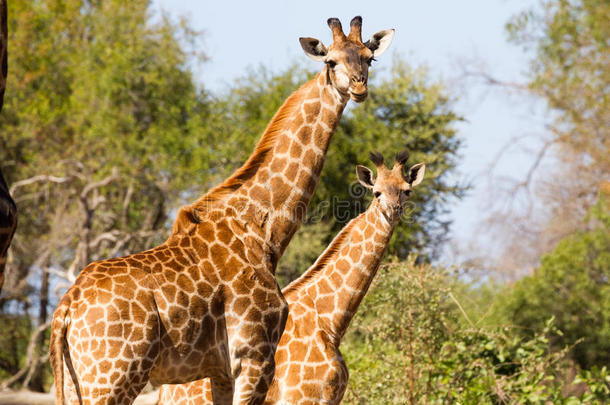 长颈鹿母亲和年幼的