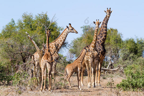 长颈鹿家庭