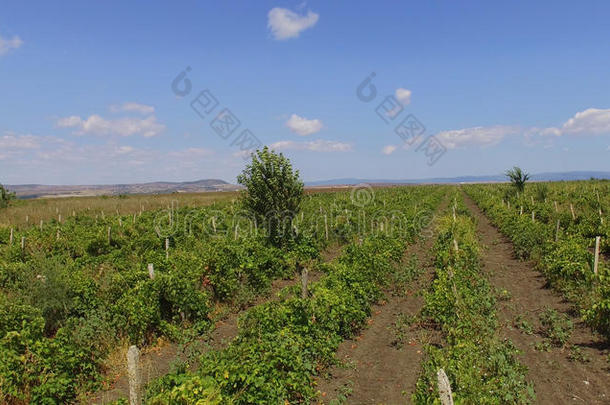 成熟的葡萄向保加利亚人plantati向s