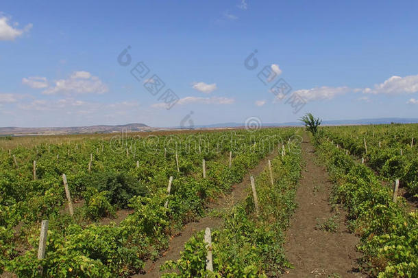 九月-指已提到的人时间关于收获葡萄采用保加利亚