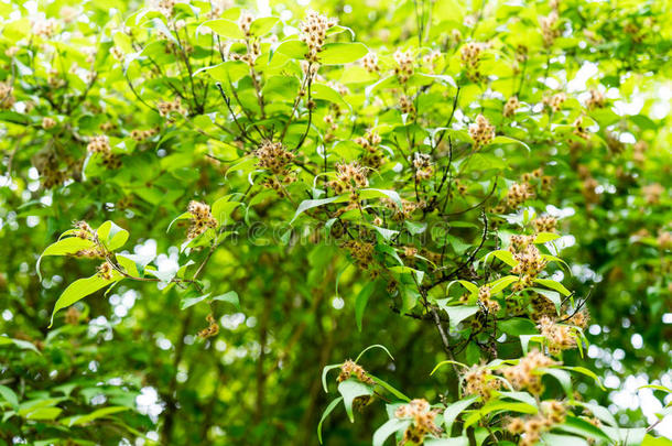 加尔各答阿马比利丝科尔克维茨树花芽从中国采用标准