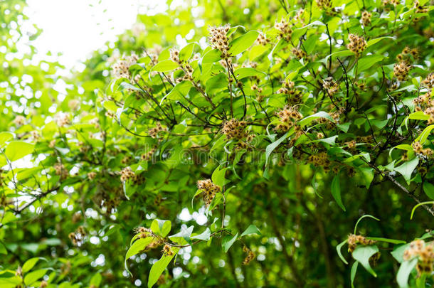 加尔各答阿马比利丝科尔克维茨树花芽从中国采用标准