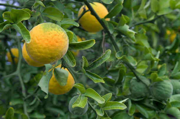 柑橘属果树三叶成果