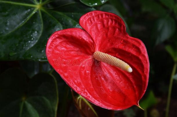 红鹳百合花
