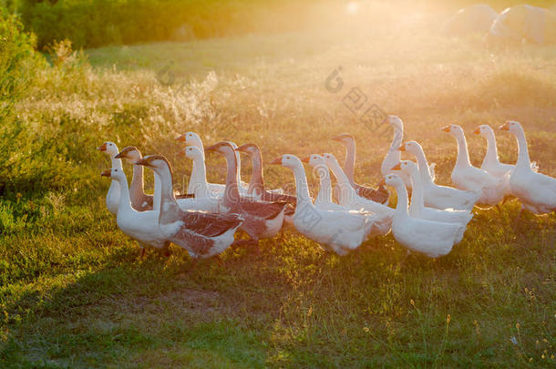 兽群关于goose的复数形式放牧向草采用夏田在日落